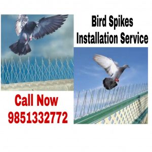 Bird Spikes installation Service