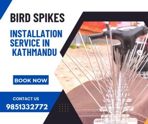 professional bird spike service in kathmandu