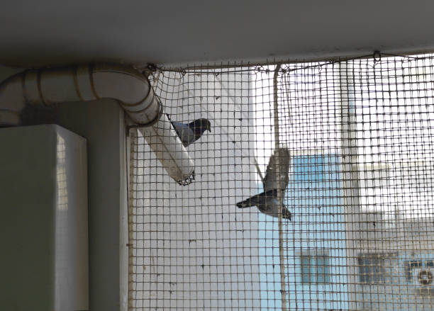 two pigeons blocked by pigeon net in Kathmandu