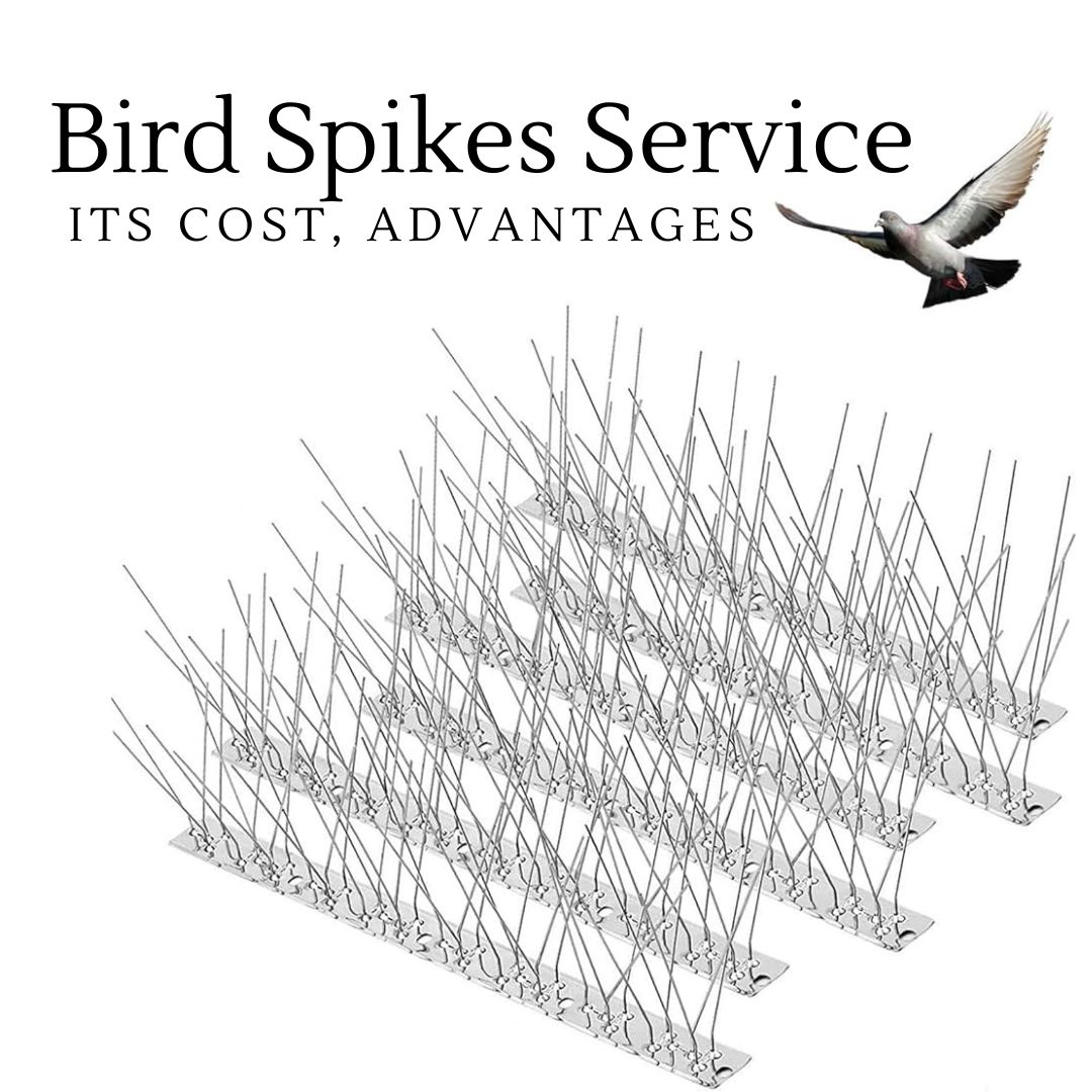bird spikes service feature photo